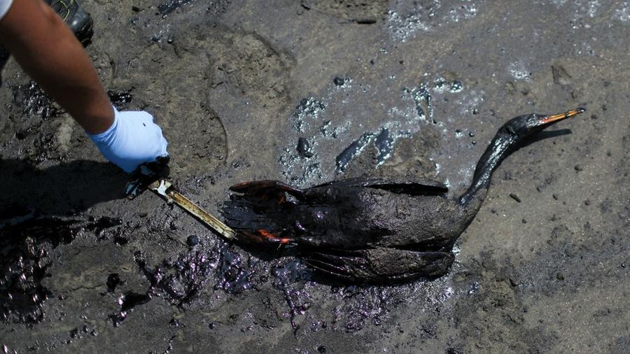 Otoritas setempat dan pekerja kilang La Pampilla, Peru, membersihkan tumpahan minyak di lepas pantai Ventanilla. Tumpahan minyak ini terjadi akibat gelombang tsunami yang dipicu letusan gunung api bawah laut di Tonga. (REUTERS/PILAR OLIVARES)
