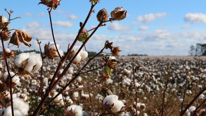 Cotton Plant (Photo by Trisha Downing on Unsplash)