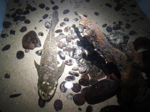 Hidup dari Era Awal Dinosaurus-Sekarang, Ikan Ini Punya Kemampuan Unik!