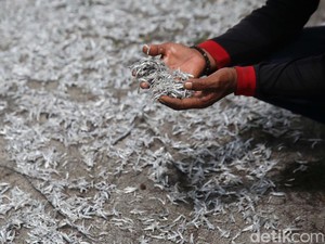 Pakar Unair Tak Sarankan Warga +62 Makan Ikan Teri Mentah, Ternyata Ini Alasannya