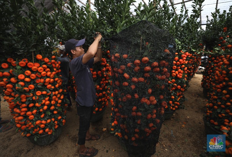 Pedagang merawat pohon jeruk Kim Kit di kawasan Meruya Utara, Jakarta Barat, Rabu (26/1/2022). Pohon jeruk Kim Kit asal Guangzhou, China ini banyak dijual pedagang menjelang perayaan Imlek yang diyakini masyarakat Tionghoa sebagai lambang keberuntungan. Menurut salah satu pedagang tanaman hias, Christina yang memiliki lapak berjualan di daerah Kavling DPR RI, Karang Tengah Cileduk, perbatasan dengan Provinsi DKI Jakarta. Khusus menjelang imlek, mengosongkan lapak tanaman hiasnya dan mengganti dengan pohon jeruk kimkit yang berbuah lebat.
Di lapak dengan luas kira-kira 1000 meter tersebut, terhampar ratusan pohon jeruk kimkit dengan berbagai ukuran. Pohon jeruk kimkit di lapak ini dibanderol  dengan harga bervariasi.
Menurut Christina 