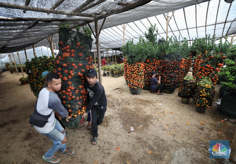 Pedagang merawat pohon jeruk Kim Kit di kawasan Meruya Utara, Jakarta Barat, Rabu (26/1/2022). Pohon jeruk Kim Kit asal Guangzhou, China ini banyak dijual pedagang menjelang perayaan Imlek yang diyakini masyarakat Tionghoa sebagai lambang keberuntungan. Menurut salah satu pedagang tanaman hias, Christina yang memiliki lapak berjualan di daerah Kavling DPR RI, Karang Tengah Cileduk, perbatasan dengan Provinsi DKI Jakarta. Khusus menjelang imlek, mengosongkan lapak tanaman hiasnya dan mengganti dengan pohon jeruk kimkit yang berbuah lebat.
Di lapak dengan luas kira-kira 1000 meter tersebut, terhampar ratusan pohon jeruk kimkit dengan berbagai ukuran. Pohon jeruk kimkit di lapak ini dibanderol  dengan harga bervariasi.
Menurut Christina 