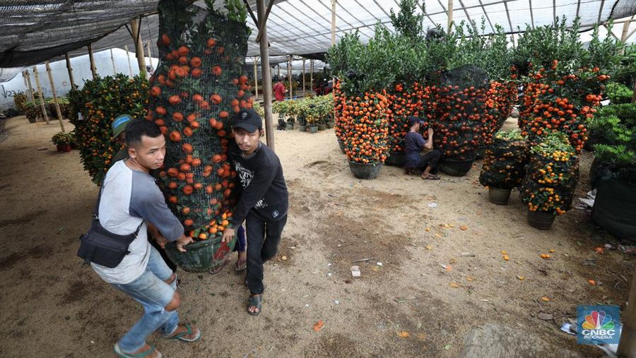 Pedagang merawat pohon jeruk Kim Kit di kawasan Meruya Utara, Jakarta Barat, Rabu (26/1/2022). Pohon jeruk Kim Kit asal Guangzhou, China ini banyak dijual pedagang menjelang perayaan Imlek yang diyakini masyarakat Tionghoa sebagai lambang keberuntungan. Menurut salah satu pedagang tanaman hias, Christina yang memiliki lapak berjualan di daerah Kavling DPR RI, Karang Tengah Cileduk, perbatasan dengan Provinsi DKI Jakarta. Khusus menjelang imlek, mengosongkan lapak tanaman hiasnya dan mengganti dengan pohon jeruk kimkit yang berbuah lebat.
Di lapak dengan luas kira-kira 1000 meter tersebut, terhampar ratusan pohon jeruk kimkit dengan berbagai ukuran. Pohon jeruk kimkit di lapak ini dibanderol  dengan harga bervariasi.
Menurut Christina 