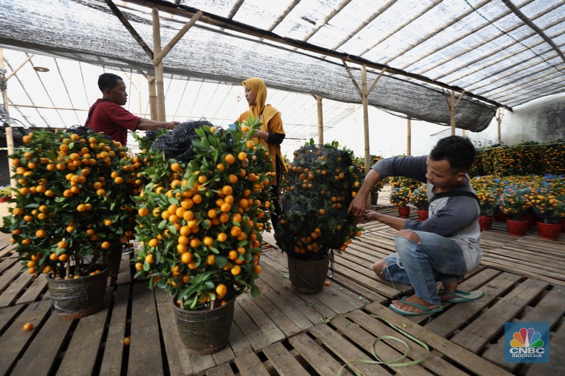Pedagang merawat pohon jeruk Kim Kit di kawasan Meruya Utara, Jakarta Barat, Rabu (26/1/2022). Pohon jeruk Kim Kit asal Guangzhou, China ini banyak dijual pedagang menjelang perayaan Imlek yang diyakini masyarakat Tionghoa sebagai lambang keberuntungan. Menurut salah satu pedagang tanaman hias, Christina yang memiliki lapak berjualan di daerah Kavling DPR RI, Karang Tengah Cileduk, perbatasan dengan Provinsi DKI Jakarta. Khusus menjelang imlek, mengosongkan lapak tanaman hiasnya dan mengganti dengan pohon jeruk kimkit yang berbuah lebat.
Di lapak dengan luas kira-kira 1000 meter tersebut, terhampar ratusan pohon jeruk kimkit dengan berbagai ukuran. Pohon jeruk kimkit di lapak ini dibanderol  dengan harga bervariasi.
Menurut Christina 