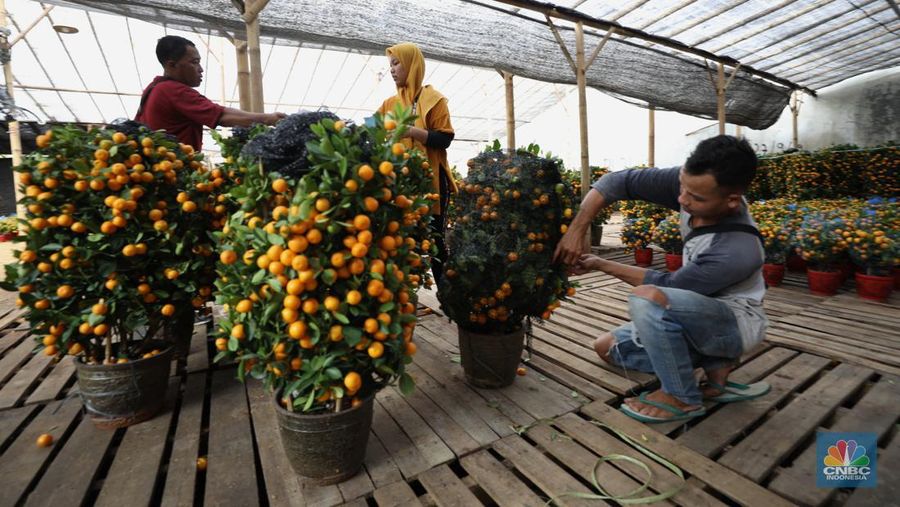 Pedagang merawat pohon jeruk Kim Kit di kawasan Meruya Utara, Jakarta Barat, Rabu (26/1/2022). Pohon jeruk Kim Kit asal Guangzhou, China ini banyak dijual pedagang menjelang perayaan Imlek yang diyakini masyarakat Tionghoa sebagai lambang keberuntungan. Menurut salah satu pedagang tanaman hias, Christina yang memiliki lapak berjualan di daerah Kavling DPR RI, Karang Tengah Cileduk, perbatasan dengan Provinsi DKI Jakarta. Khusus menjelang imlek, mengosongkan lapak tanaman hiasnya dan mengganti dengan pohon jeruk kimkit yang berbuah lebat.
Di lapak dengan luas kira-kira 1000 meter tersebut, terhampar ratusan pohon jeruk kimkit dengan berbagai ukuran. Pohon jeruk kimkit di lapak ini dibanderol  dengan harga bervariasi.
Menurut Christina 