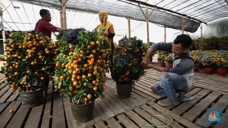 Pedagang merawat pohon jeruk Kim Kit di kawasan Meruya Utara, Jakarta Barat, Rabu (26/1/2022). Pohon jeruk Kim Kit asal Guangzhou, China ini banyak dijual pedagang menjelang perayaan Imlek yang diyakini masyarakat Tionghoa sebagai lambang keberuntungan. Menurut salah satu pedagang tanaman hias, Christina yang memiliki lapak berjualan di daerah Kavling DPR RI, Karang Tengah Cileduk, perbatasan dengan Provinsi DKI Jakarta. Khusus menjelang imlek, mengosongkan lapak tanaman hiasnya dan mengganti dengan pohon jeruk kimkit yang berbuah lebat.
Di lapak dengan luas kira-kira 1000 meter tersebut, terhampar ratusan pohon jeruk kimkit dengan berbagai ukuran. Pohon jeruk kimkit di lapak ini dibanderol  dengan harga bervariasi.
Menurut Christina 
