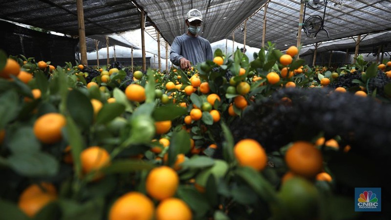 Pedagang merawat pohon jeruk Kim Kit di kawasan Meruya Utara, Jakarta Barat, Rabu (26/1/2022). Pohon jeruk Kim Kit asal Guangzhou, China ini banyak dijual pedagang menjelang perayaan Imlek yang diyakini masyarakat Tionghoa sebagai lambang keberuntungan. Menurut salah satu pedagang tanaman hias, Christina yang memiliki lapak berjualan di daerah Kavling DPR RI, Karang Tengah Cileduk, perbatasan dengan Provinsi DKI Jakarta. Khusus menjelang imlek, mengosongkan lapak tanaman hiasnya dan mengganti dengan pohon jeruk kimkit yang berbuah lebat.
Di lapak dengan luas kira-kira 1000 meter tersebut, terhampar ratusan pohon jeruk kimkit dengan berbagai ukuran. Pohon jeruk kimkit di lapak ini dibanderol  dengan harga bervariasi.
Menurut Christina 