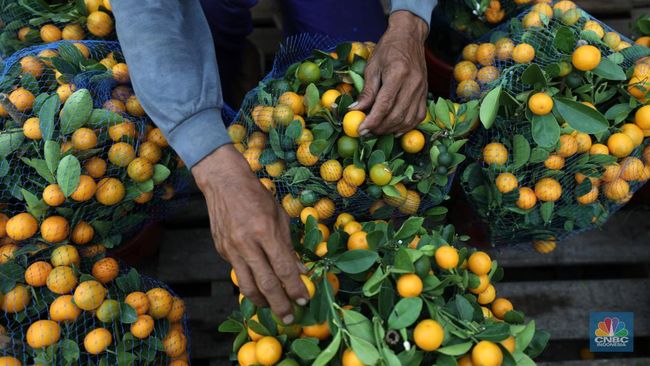 Daftar 12 Makanan Efektif Jaga Sistem Kekebalan Tubuh