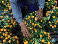 Daftar 12 Makanan Efektif Jaga Sistem Kekebalan Tubuh