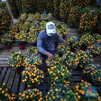 Imlek Bawa Cuan, Penjual Jeruk Musiman Kebanjiran Order