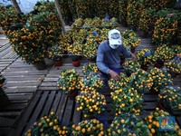 Imlek Bawa Cuan, Penjual Jeruk Musiman Kebanjiran Order