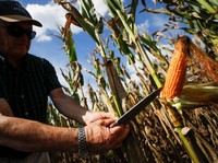 Harga Jagung-Gandum Dunia Kian Mahal, Peternak Perlu Waspada?