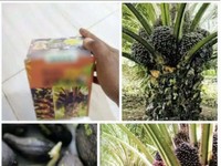 Duh! Ada Benih Palsu di Olshop, Siapa Harus Turun Tangan Nih?