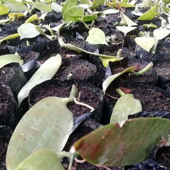 Beginilah Wujud 'Harta Karun Hijau' yang Dimiliki Indonesia