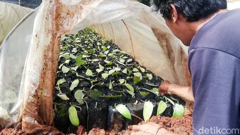 Benih tanaman vanili (Dok: Nur Azis/detikFinance) Benih tanaman vanili (Dok: Nur Azis/detikFinance)