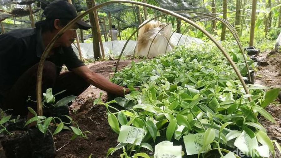 Benih tanaman vanili (Dok: Nur Azis/detikFinance)