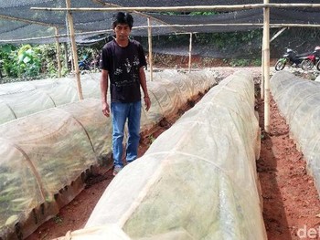 Fakta-Fakta 'Harta Karun' Hijau yang Dimiliki RI, Ini Dia!