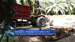 Mendag: Penerapan DMO-CPO Tak Boleh Rugikan Petani Sawit