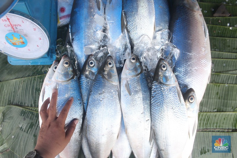 Penjual ikan bandeng musiman jelang Imlek (CNBC Indonesia/Muhammad Sabki)