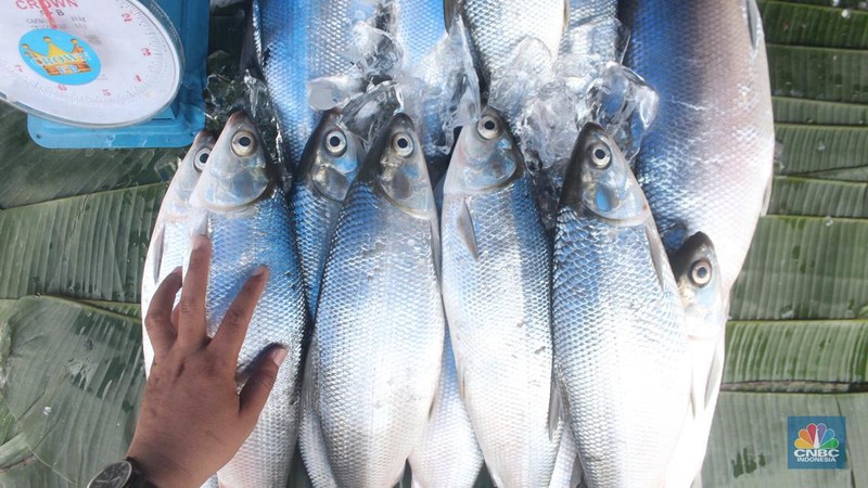 Penjual ikan bandeng musiman jelang Imlek (CNBC Indonesia/Muhammad Sabki)