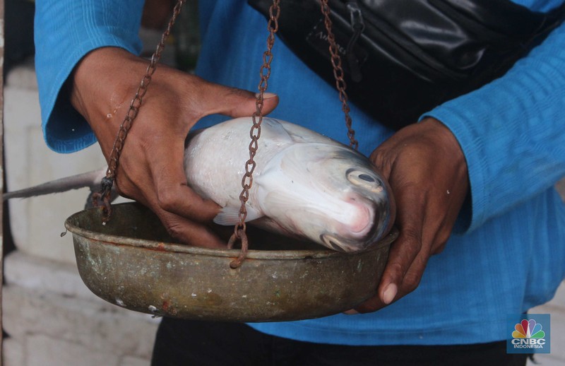 Penjual ikan bandeng musiman jelang Imlek (CNBC Indonesia/Muhammad Sabki)