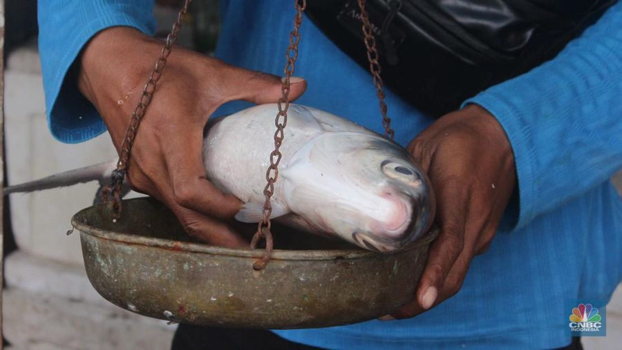 Penjual ikan bandeng musiman jelang Imlek (CNBC Indonesia/Muhammad Sabki)