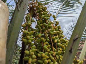 8 Manfaat Kurma Muda Bagi Tubuh, Salah Satunya Cegah Sembelit
