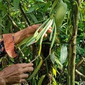 Begini Wujud 'Harta Karun Hijau' yang Dipunya Indonesia