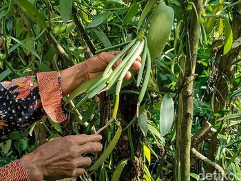 Begini Wujud 'Harta Karun Hijau' yang Dipunya Indonesia