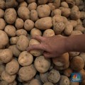 'Kiamat' Kentang Goreng Impor Landa McD, Sampai Kapan?