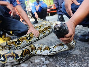 Video Mengerikan Ular Sanca Makan Sapi Hidup-hidup