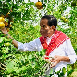 Dari 'Kebun Jeruk', Jokowi Tiba-tiba Telepon Mentan! Ada Apa?