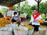 Pengakuan Jokowi: Jeruk Lokal Kalah dari Jeruk Impor!
