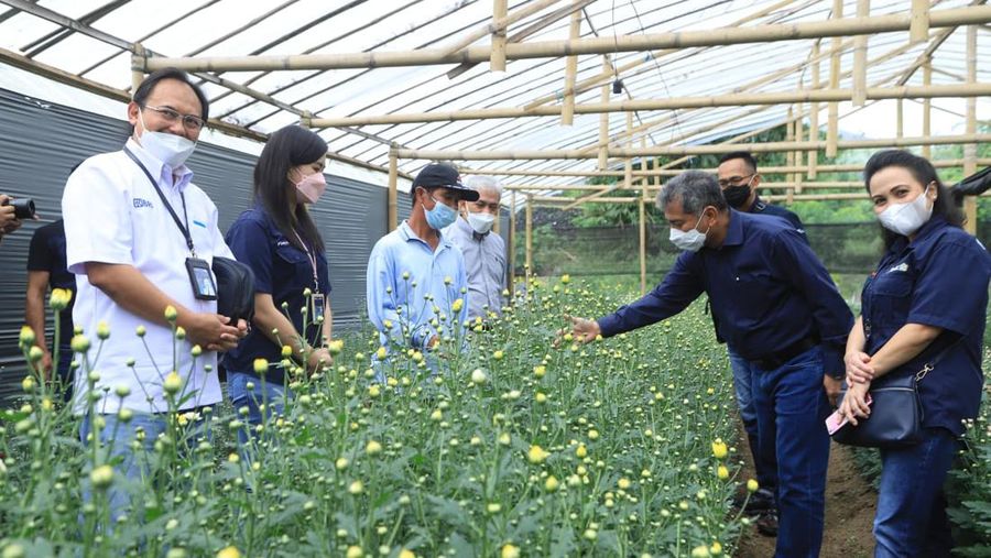 BRI Berdayakan Klaster Binaan Usaha Bunga Krisan di Tomohon