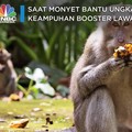 Saat Monyet Bantu Ungkap Keampuhan Booster Lawan Omicron