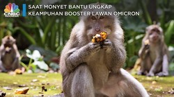 Saat Monyet Bantu Ungkap Keampuhan Booster Lawan Omicron