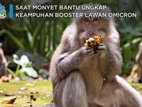 Saat Monyet Bantu Ungkap Keampuhan Booster Lawan Omicron