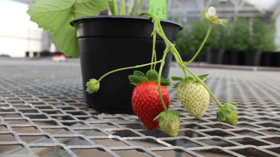 Ilustrasi Strawberry (AP Photo)