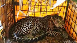 Konflik Macan Tutul Gunung Sawal vs Warga Ciamis: 60 Domba Jadi Korban