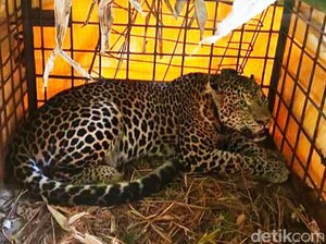 Konflik di Kaki Gunung Sawal, Kisah Si Abah dan Jejak Macan Tutul