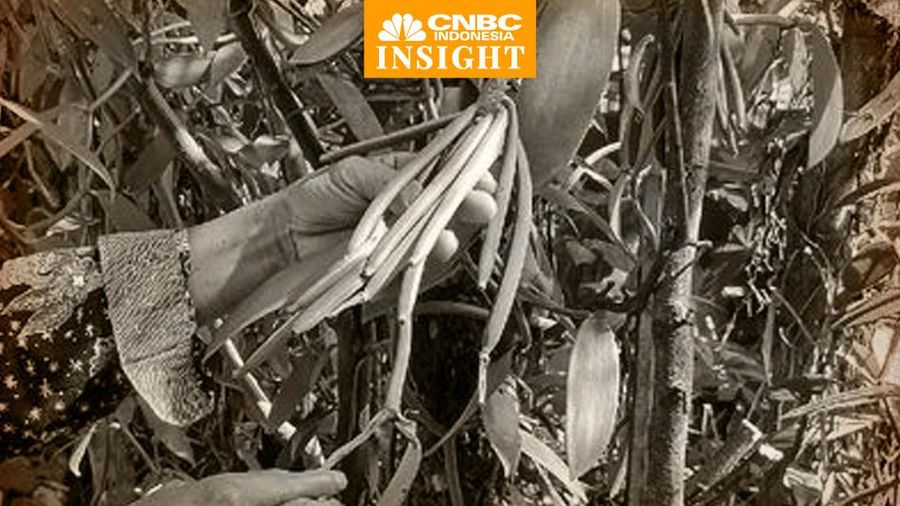 Cover Insight, Vanili