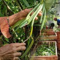 Harta Karun Hijau RI Jadi Incaran 'Maling', Segini Harganya