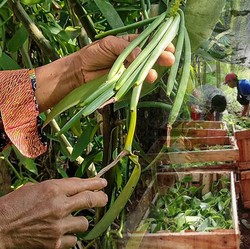 Harta Karun Hijau RI Jadi Incaran 'Maling', Segini Harganya