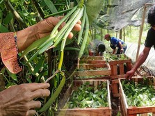 Harta Karun Hijau Milik RI Diincar 'Maling', Segini Harganya