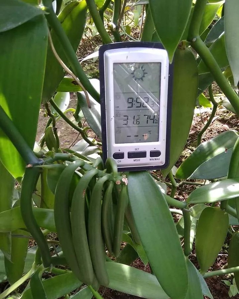 Petani menggunakan sarung tangan untuk menjaga kebersihan selama proses vanilla dryer. (Tangkapan Layar via Instagram @desa_ekspor_indonesia)