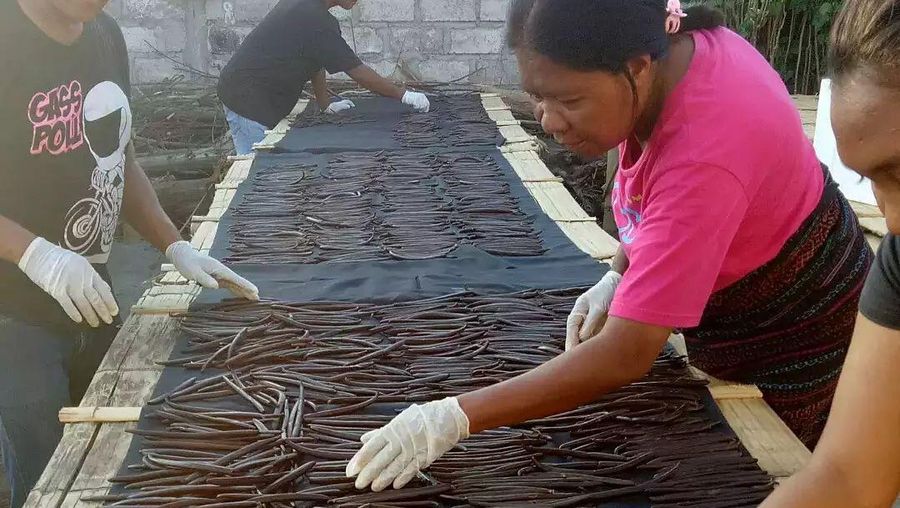 Petani menggunakan sarung tangan untuk menjaga kebersihan selama proses vanilla dryer. (Tangkapan Layar via Instagram @desa_ekspor_indonesia)