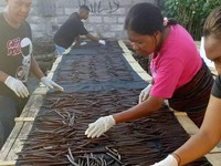 Harta Karun Hijau Milik RI Incaran Maling, Segini Harganya