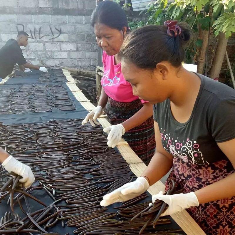 Petani Vanili Petani menggunakan sarung tangan untuk menjaga kebersihan selama proses vanilla dryer. (Tangkapan Layar via Instagram @desa_ekspor_indonesia)