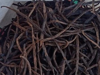 Diam-Diam RI Punya 'Harta Karun' Hijau, Harganya Bikin Kaget!