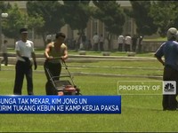 Bunga 'Kimjongilia' Tak Mekar, Kim Jong Un Hukum Tukang Kebun